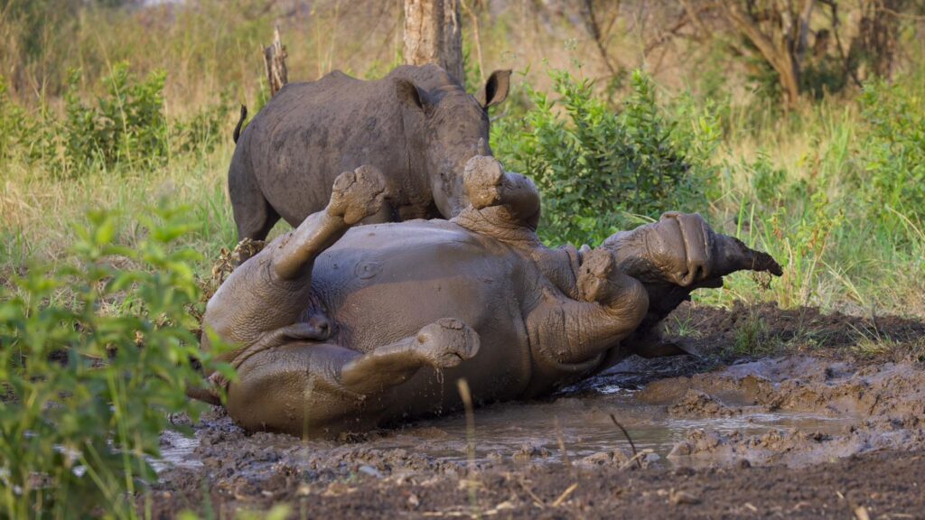 rhinos enjoy a mud bath in Ajai Wildlife Reserve near Murchison Falls National Park in Uganda - Uganda Welcomes Back the Rhino | Conservation Success Story - Nandi Adventures