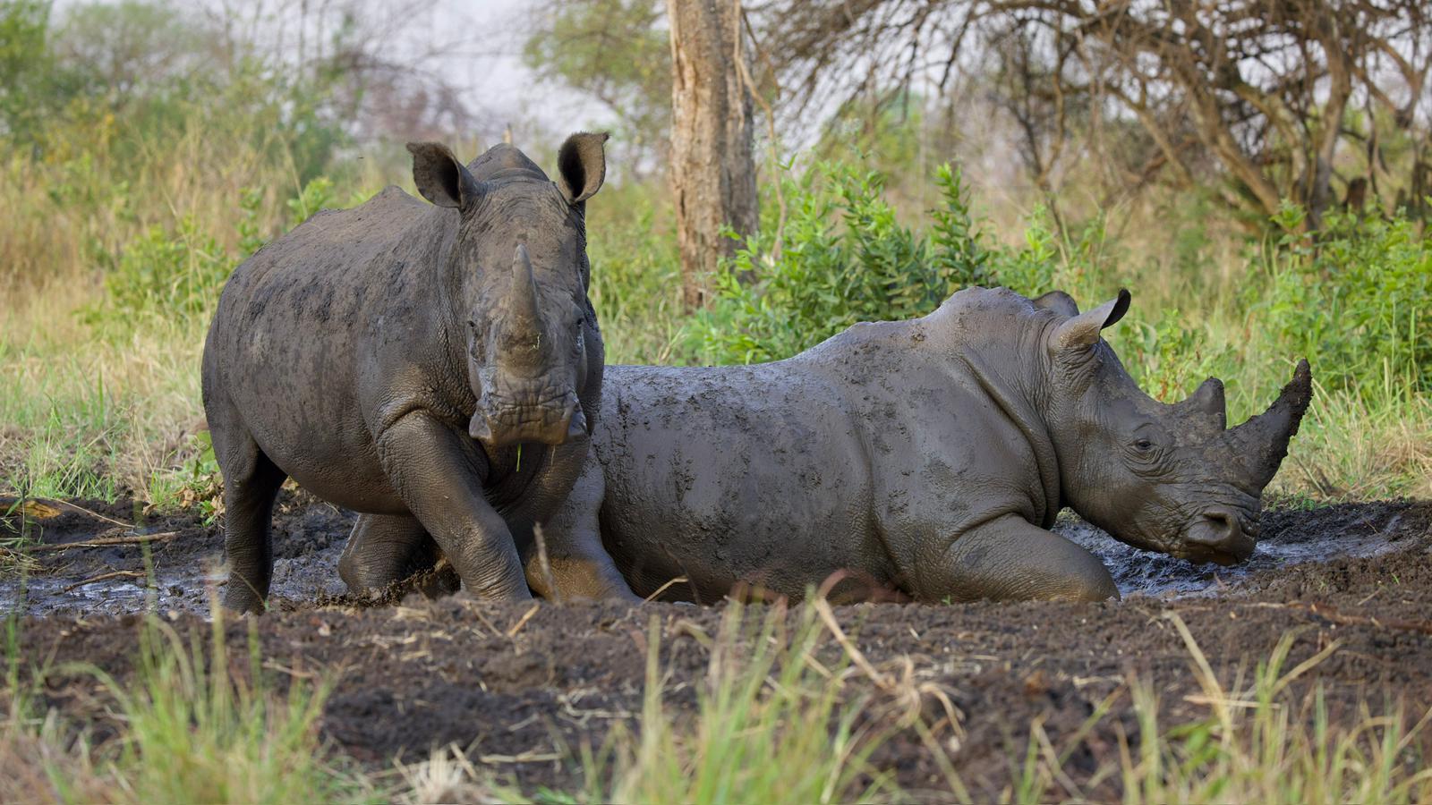 Rhinos in Ajai Wildlife Reserve 4 | Nandi Adventures Uganda Safari rhinos in Uganda, like in other parts of Africa, are an endangered species - Nandi Adventures