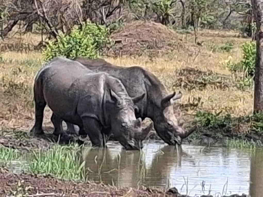 Rhinos in Ajai Wildlife Reserve 6 | Nandi Adventures Uganda Safari Uganda Welcomes Back the Rhino seen here taking a drink in Ajai Wildlife Reserve in Uganda - Conservation Success Story - Nandi Adventures