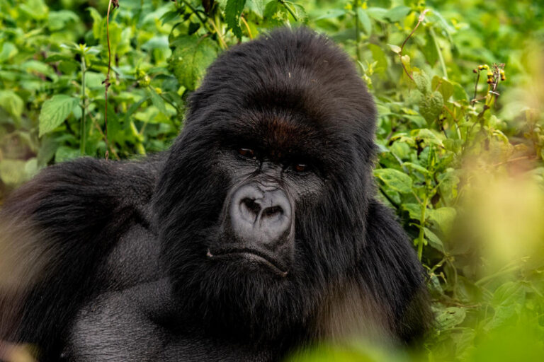 mountain gorilla trekking safaris with Nandi Adventures