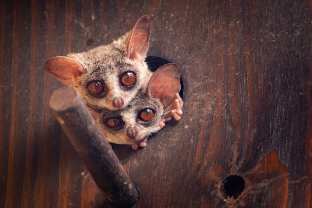 hendrik prinsloo bushbaby also known as galagos Nandi Adventures | Nandi Adventures Uganda Safari Bushbaby also known as galagos is a uganda primates species. of the 20 bushbaby species 5 are found in Uganda - Nandi Adventures