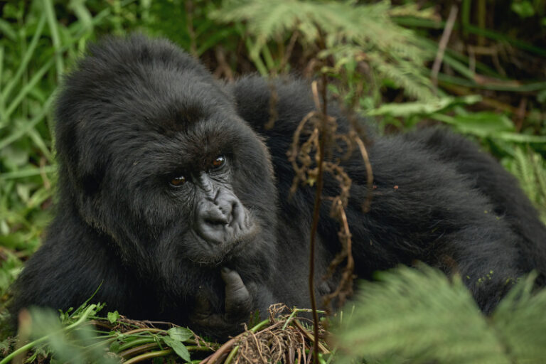 A mountain gorilla in the wild highlands of Uganda. Photo by Mountain Gorilla Lodge - Uganda gorilla trekking safaris by Nandi Adventures