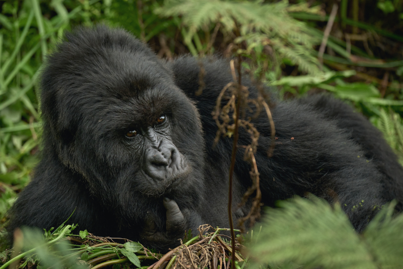 mountain gorilla in Uganda Mountain Gorilla Lodge Nandi Adventures | Nandi Adventures Uganda Safari A mountain gorilla in the wild highlands of Uganda. Photo by Mountain Gorilla Lodge - Uganda gorilla trekking safaris by Nandi Adventures