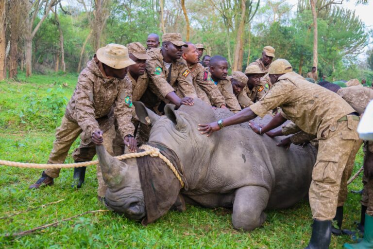 a rhino being prepared for release in the wild as rhinos return to Kidepo Valley National Park in Uganda - Nandi Adventures