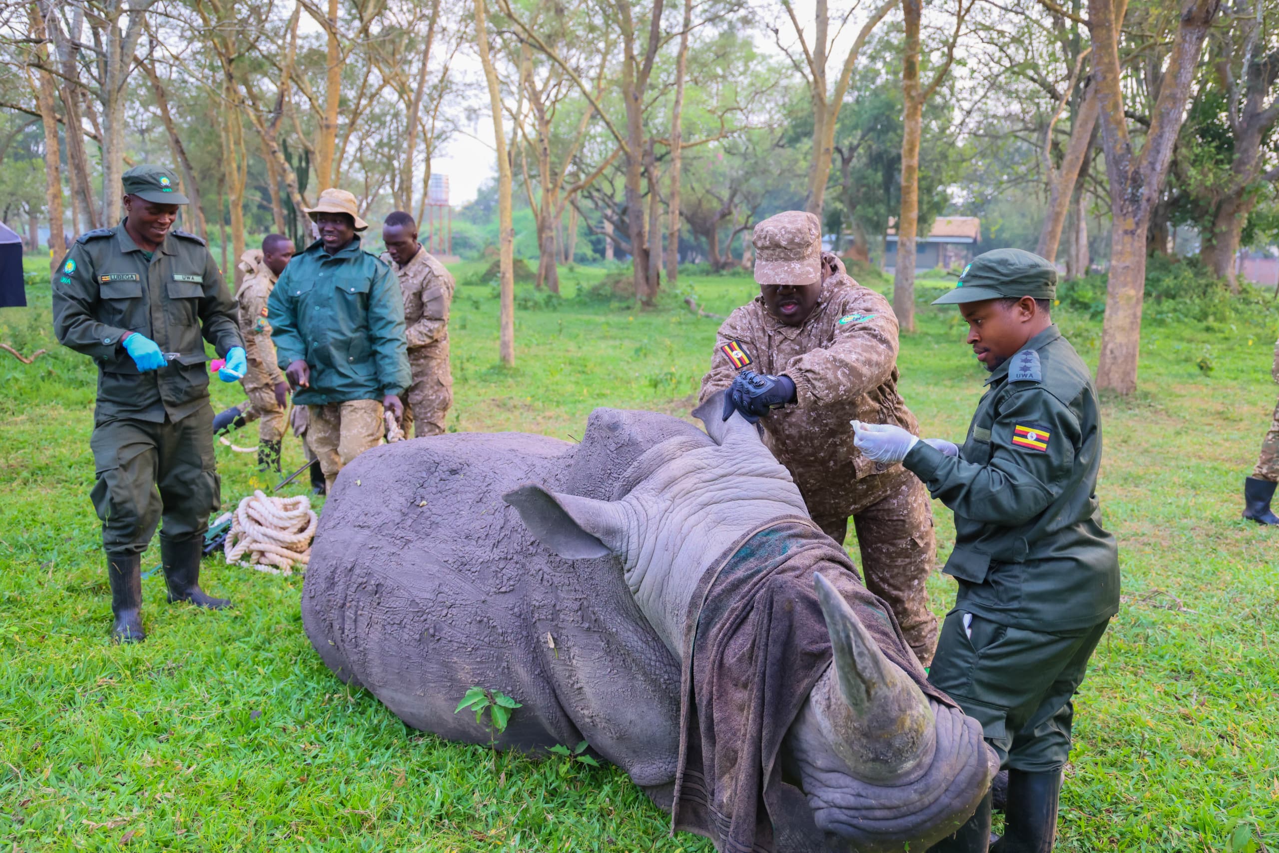 rhinos translocated to Kidepo Valley National Park in Uganda Nandi Adventures 2 | Nandi Adventures Uganda Safari rhinos return to Kidepo Valley National Park in Uganda - Nandi Adventures