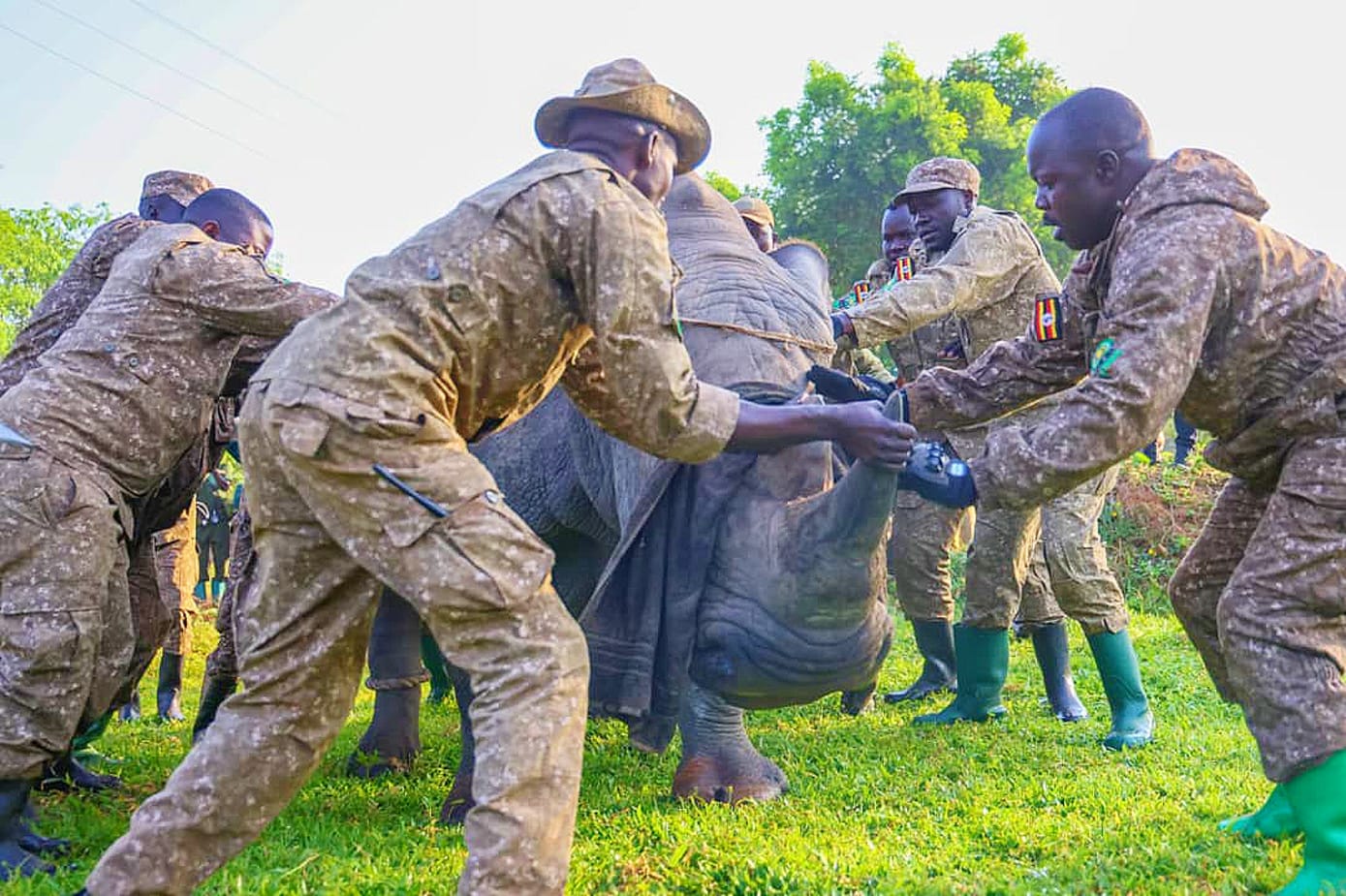 wildlife rangers on the program rhinos return to Kidepo Valley National Park Nandi Adventures | Nandi Adventures Uganda Safari wildlife rangers on the program rhinos return to Kidepo Valley National Park - Nandi Adventures