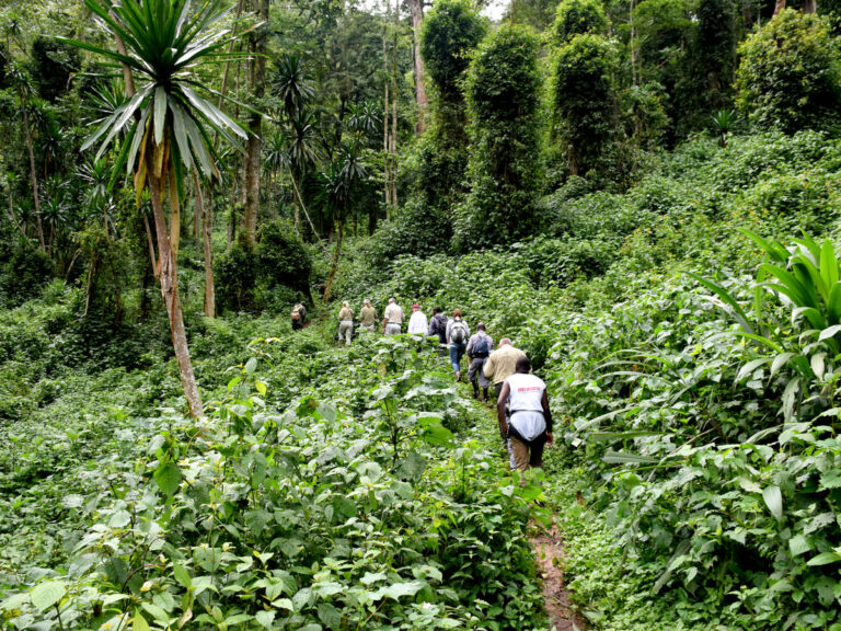 Gorilla trekking in Bwindi Impenetrable National Park, Uganda - safaris with Nandi Adventures