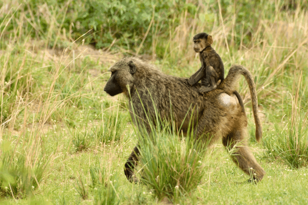 baboon with its young on the back Nandi Adventures | Nandi Adventures Uganda Safari baboon with its young on the back - Uganda primate safaris with Nandi Adventures