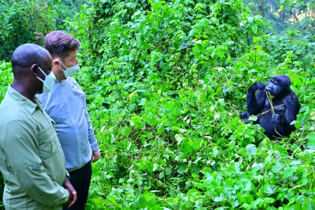 Czech republic speaker and Uganda speaker mountain gorilla trekking in Bwindi 1 | Nandi Adventures Uganda Safari Czech republic speaker and Uganda speaker mountain gorilla trekking in Bwindi 1