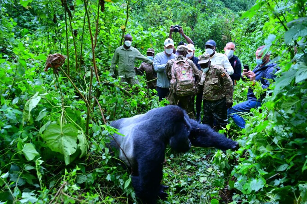 Czech republic speaker and Uganda speaker mountain gorilla trekking in Bwindi 11 | Nandi Adventures Uganda Safari Czech republic speaker and Uganda speaker mountain gorilla trekking in Bwindi 11