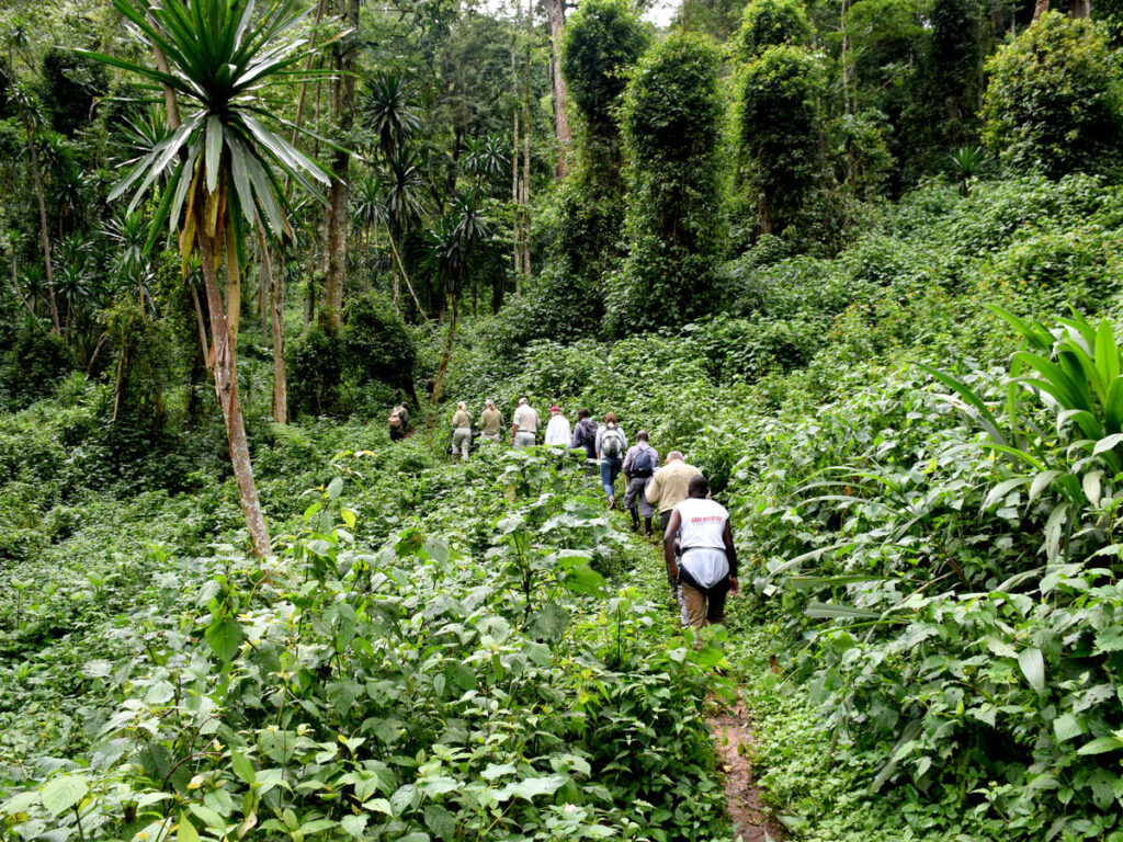 Gorilla trekking in Bwindi Impenetrable National Park Uganda | Nandi Adventures Uganda Safari Gorilla trekking in Bwindi Impenetrable National Park Uganda