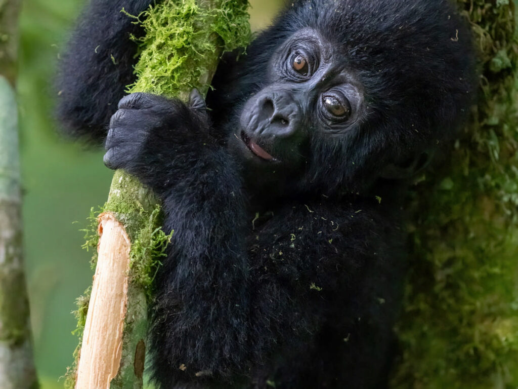 Mountain gorilla baby in Bwindi | Nandi Adventures Uganda Safari Mountain gorilla baby in Bwindi